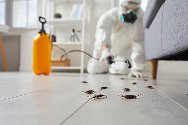 Commercial Rodent Management in Bethlehem Village
